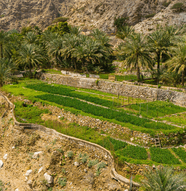 شواء عائلي في وادي الحلو